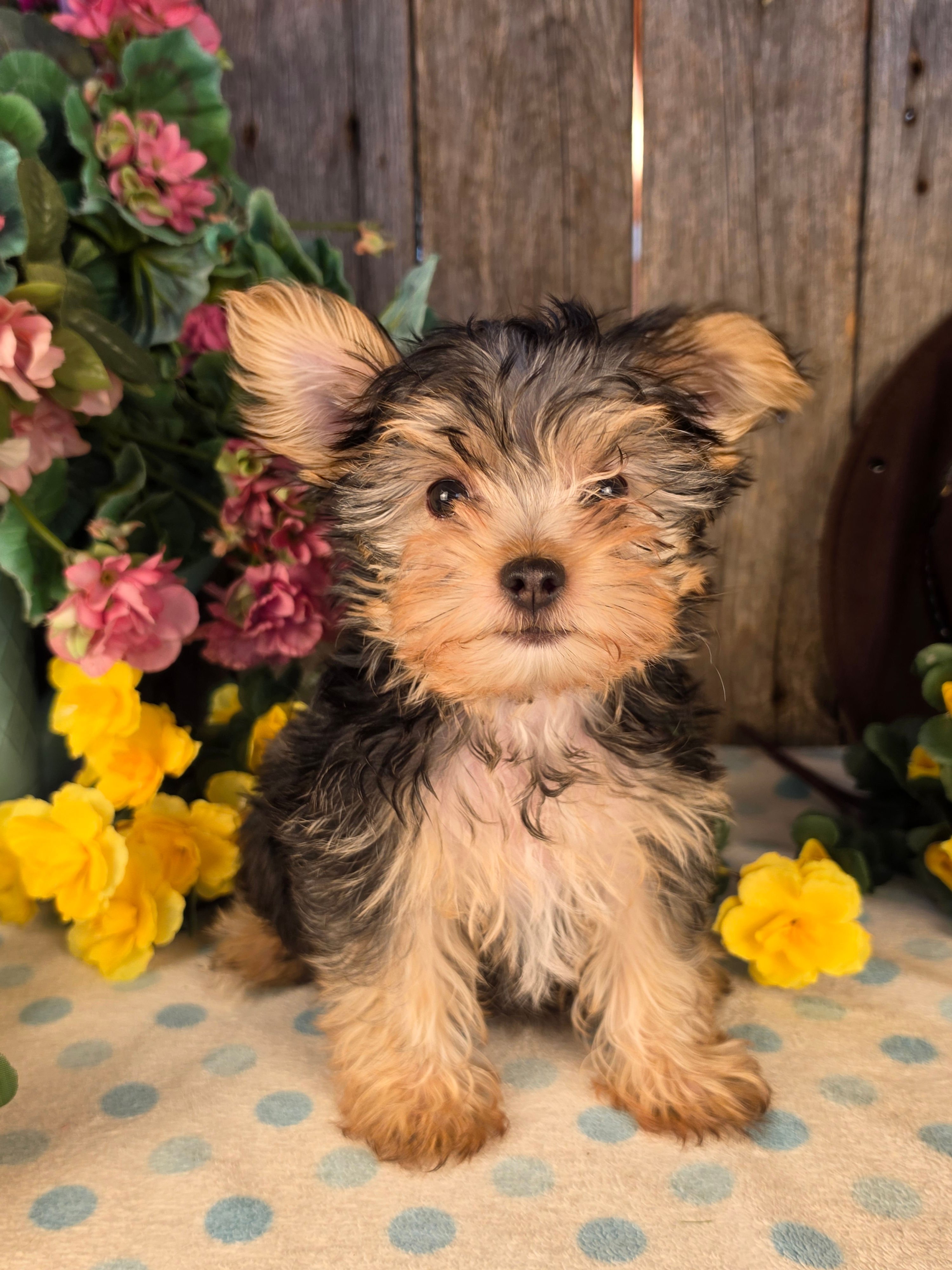 M: Male de maman Zelda