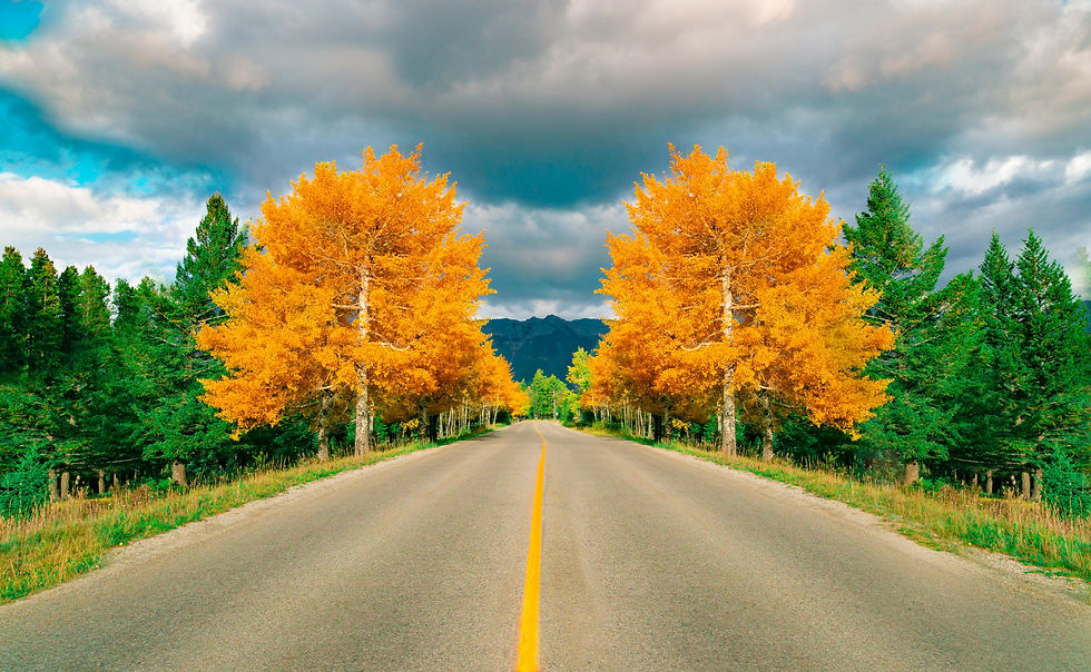 Aspen is beautiful in the fall with changing colors like these yellow trees dotting the sky. Image by Joshua Woroniecki.