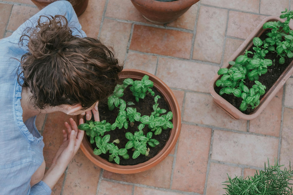 woman planting basil
