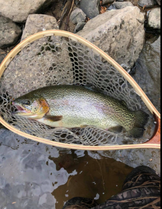 fish_in_Net.png