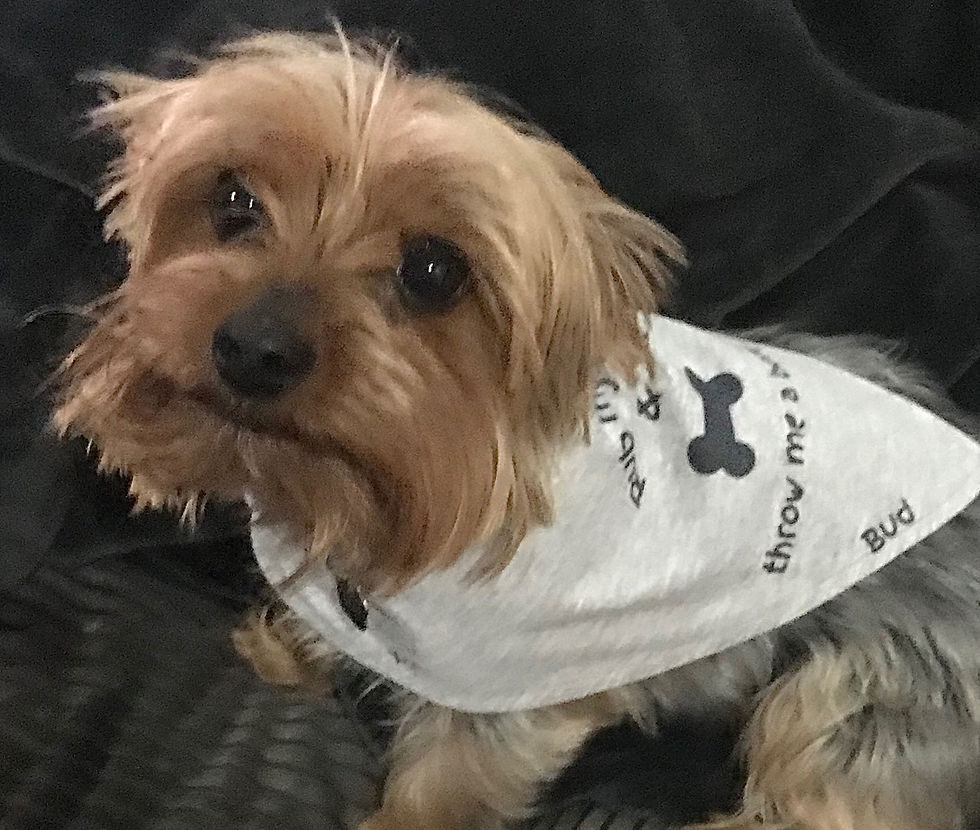 Thumbnail: Dog Bandana Bib/Cape