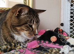A snuffly cat selecting Melissa