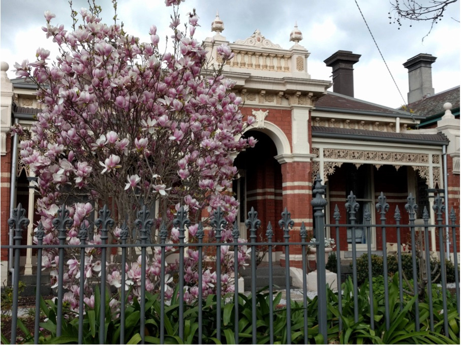 Flowers blossoming outside a home in Glenferrie, Hawthorn.