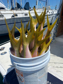 Yellowtail snapper in a bucket