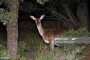 deer.jpeg