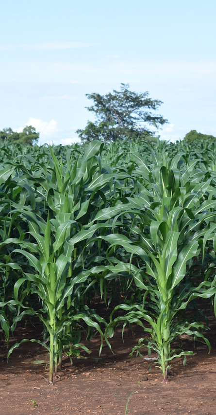 maize_edited.jpg
