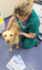 Vet Nurse