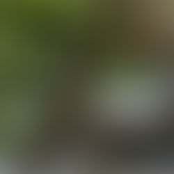 葉子鳥﹕〈非劇場〉