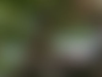 葉子鳥﹕〈非劇場〉