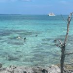 The tail of one of the sperm whales during it’s fluke.
