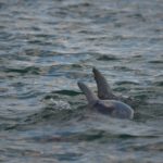 The tail of one of the sperm whales during it’s fluke.