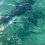 The tail of one of the sperm whales during it’s fluke.
