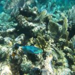 The tail of one of the sperm whales during it’s fluke.