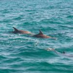 The tail of one of the sperm whales during it’s fluke.