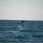 The tail of one of the sperm whales during it’s fluke.