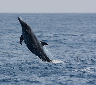 Oswald_rough-toothed dolphin_edited.jpg