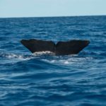 The tail of one of the sperm whales during it’s fluke.