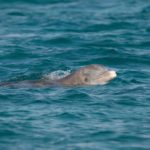 The tail of one of the sperm whales during it’s fluke.