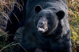 Black Bear in Alligator River Wildlife Refuge, NC