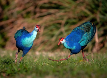 Swamphens at Wakodahatchee Wetlands, FL