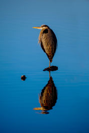 Great Blue Heron at Blackwater Nat'l Wildlife Refuge, MD