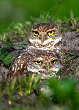 Burrowing Owls