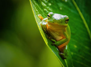 Green Tree Frog in Huntley Meadows Refuge, VA