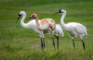 Whooping Crane at Port Aransas, TX