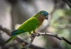 Brown-throated Parakeet