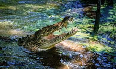 Saltwater Crocodile (Australia)