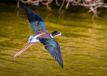 Hawaiian Stilt (Ae'o) at Maui, Hawaii