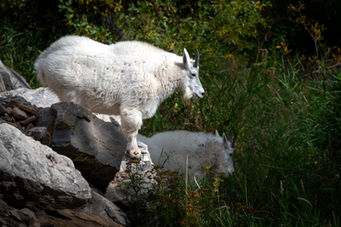 Mountain Goat in Spearfish Canyon, SD
