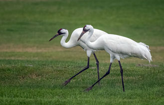Whooping Cranes at Port Aransas, TX