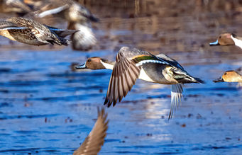 Northern Pintail at Huntley Meadows Refuge, VA