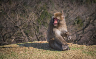 Snow Monkey in Japan