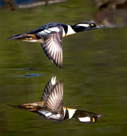 Hooded Merganser