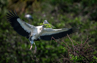 Wood Stork at Wakodahatchee Wetlands, FL