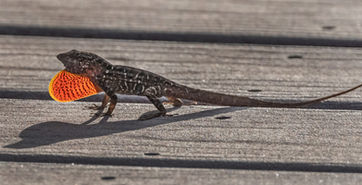 Green Anole in Everglades National Park, FL