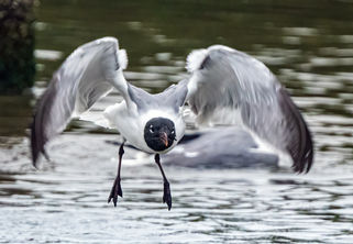 Laughing Gull at South Padre Island, TX