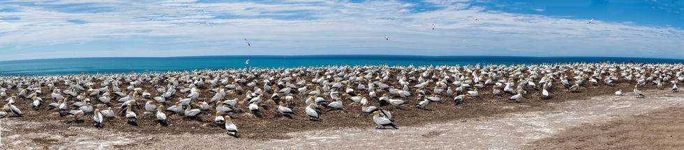 Gannet Colony at Cape Kidnappers