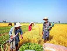 PM Fasal Bima Yojana - Safety Net for the farmers