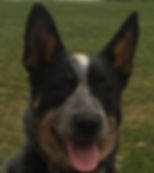 Rosie.jpeg
