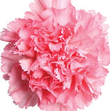 pink-carnation.jpg
