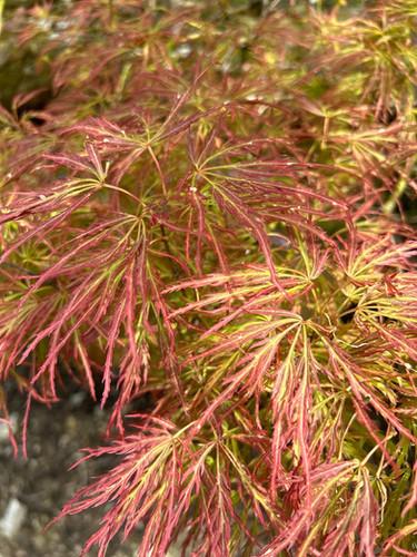 Acer palmatum 'Toyama nishiki' - Toyama Nishiki Japanese Maple