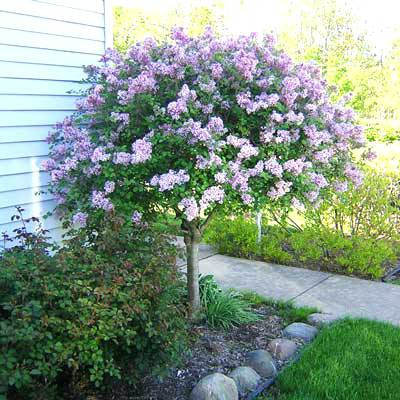 Syringa pubescens sub. patula 'Miss Kim' STD - Miss Kim Korean