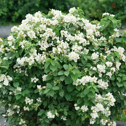 Illuminati Sparks Mock Orange