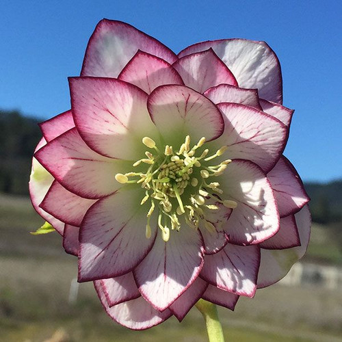 Helleborus x 'Winter Jewels ™ Fire and Ice - Fire and Ice Lenten Helleborus x 'Winter Jewels ™ Fire and Ice - Fire and Ice Lenten
