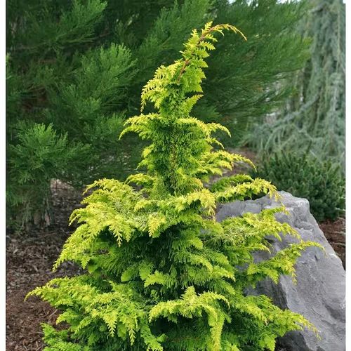Chamaecyparis obtusa 'Fernspray Gold' Fernspray Gold Hinoki