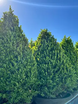 Buxus x 'Green Mountain' Topiary - Green Mountain Boxwood Topiary | Plumline