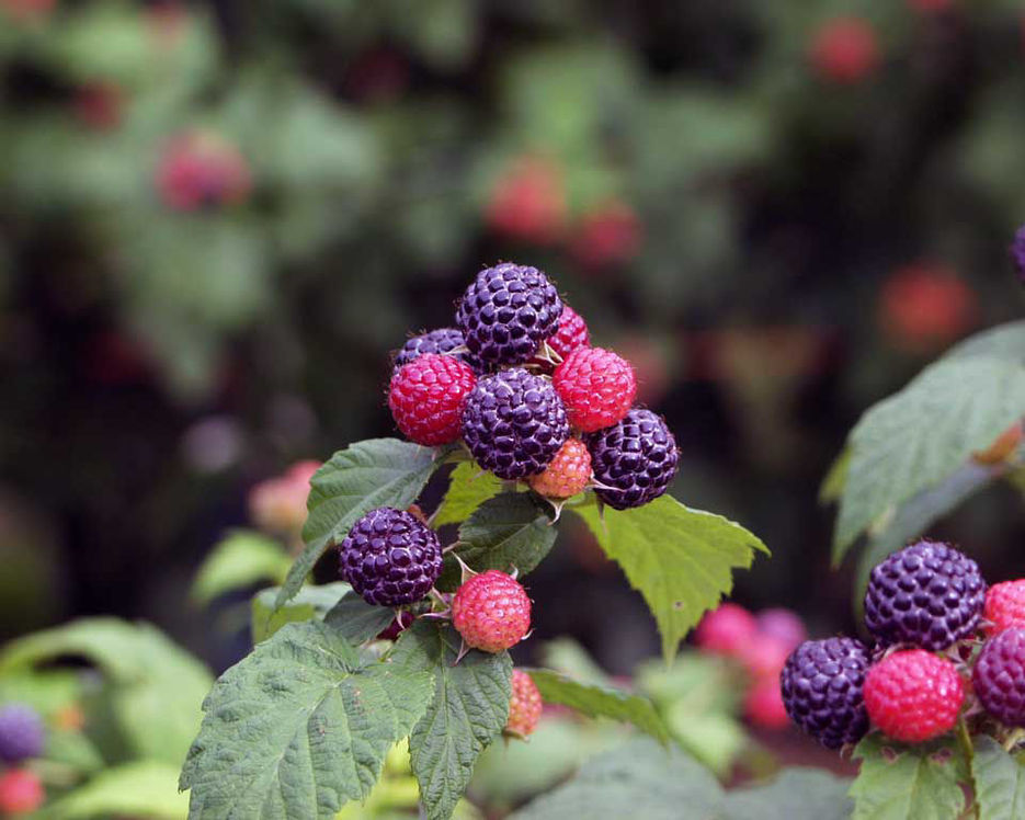 Plumline Nursery Jewel Raspberry